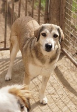 NAIME, Hund, Mischlingshund in Griechenland - Bild 5