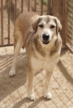 NAIME, Hund, Mischlingshund in Griechenland - Bild 6