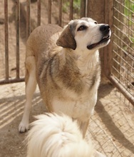 NAIME, Hund, Mischlingshund in Griechenland - Bild 7