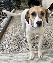 SALTEDCARAMEL, Hund, Mischlingshund in Griechenland - Bild 2