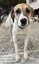 SALTEDCARAMEL, Hund, Mischlingshund in Griechenland - Bild 3