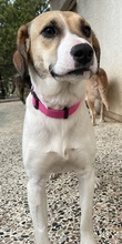 SALTEDCARAMEL, Hund, Mischlingshund in Griechenland - Bild 5