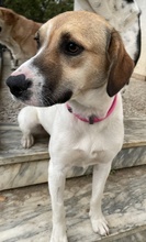 SALTEDCARAMEL, Hund, Mischlingshund in Griechenland - Bild 8