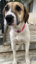 SALTEDCARAMEL, Hund, Mischlingshund in Griechenland - Bild 9
