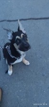 CHOCHKO, Hund, Deutscher Schäferhund-Mix in Bulgarien - Bild 2