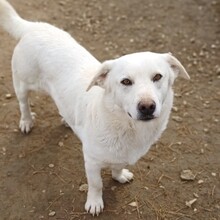 MAX, Hund, Mischlingshund in Griechenland - Bild 1