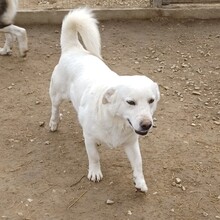 MAX, Hund, Mischlingshund in Griechenland - Bild 2