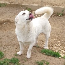 MAX, Hund, Mischlingshund in Griechenland - Bild 3