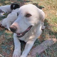 MAX, Hund, Mischlingshund in Griechenland - Bild 4