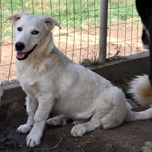 MAX, Hund, Mischlingshund in Griechenland - Bild 6