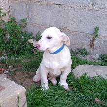MAX, Hund, Mischlingshund in Griechenland - Bild 9