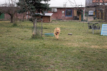 LUCAM, Hund, Mischlingshund in Kroatien - Bild 6