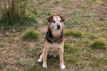 LUCKY, Hund, Mischlingshund in Kroatien - Bild 1