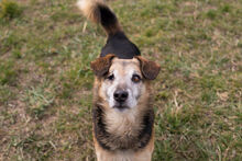 LUCKY, Hund, Mischlingshund in Kroatien - Bild 5