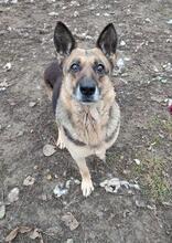 DORIS, Hund, Deutscher Schäferhund in Slowakische Republik - Bild 3