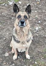 DORIS, Hund, Deutscher Schäferhund in Slowakische Republik - Bild 4
