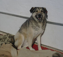 LENJA, Hund, Mischlingshund in Frankfurt - Bild 2