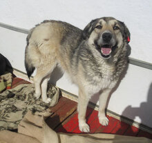 LENJA, Hund, Mischlingshund in Frankfurt - Bild 4