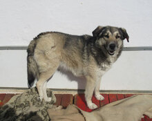 LENJA, Hund, Mischlingshund in Frankfurt - Bild 7