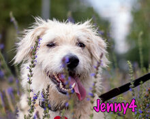 JENNY4, Hund, Mischlingshund in Russische Föderation - Bild 1