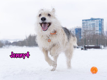 JENNY4, Hund, Mischlingshund in Russische Föderation - Bild 10