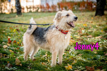 JENNY4, Hund, Mischlingshund in Russische Föderation - Bild 11