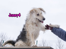 JENNY4, Hund, Mischlingshund in Russische Föderation - Bild 12