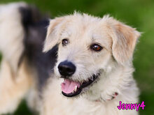 JENNY4, Hund, Mischlingshund in Russische Föderation - Bild 13