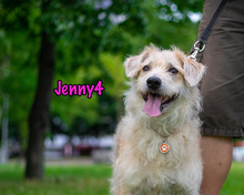 JENNY4, Hund, Mischlingshund in Russische Föderation - Bild 14