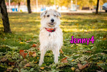 JENNY4, Hund, Mischlingshund in Russische Föderation - Bild 15