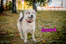JENNY4, Hund, Mischlingshund in Russische Föderation - Bild 16