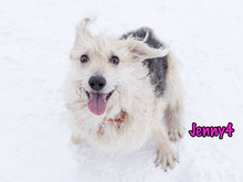 JENNY4, Hund, Mischlingshund in Russische Föderation - Bild 17