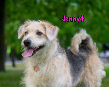 JENNY4, Hund, Mischlingshund in Russische Föderation - Bild 18