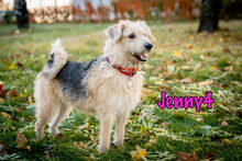 JENNY4, Hund, Mischlingshund in Russische Föderation - Bild 19