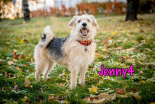 JENNY4, Hund, Mischlingshund in Russische Föderation - Bild 2