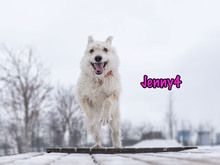 JENNY4, Hund, Mischlingshund in Russische Föderation - Bild 20