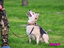 JENNY4, Hund, Mischlingshund in Russische Föderation - Bild 21
