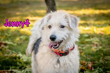 JENNY4, Hund, Mischlingshund in Russische Föderation - Bild 22