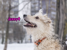 JENNY4, Hund, Mischlingshund in Russische Föderation - Bild 23