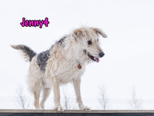 JENNY4, Hund, Mischlingshund in Russische Föderation - Bild 25