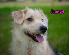 JENNY4, Hund, Mischlingshund in Russische Föderation - Bild 26