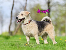 JENNY4, Hund, Mischlingshund in Russische Föderation - Bild 27