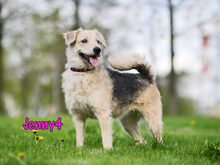 JENNY4, Hund, Mischlingshund in Russische Föderation - Bild 29