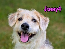 JENNY4, Hund, Mischlingshund in Russische Föderation - Bild 3