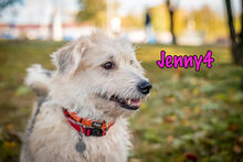 JENNY4, Hund, Mischlingshund in Russische Föderation - Bild 30