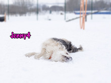 JENNY4, Hund, Mischlingshund in Russische Föderation - Bild 31