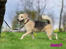 JENNY4, Hund, Mischlingshund in Russische Föderation - Bild 32