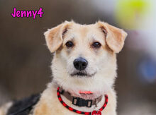 JENNY4, Hund, Mischlingshund in Russische Föderation - Bild 33