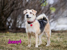 JENNY4, Hund, Mischlingshund in Russische Föderation - Bild 34