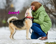 JENNY4, Hund, Mischlingshund in Russische Föderation - Bild 4